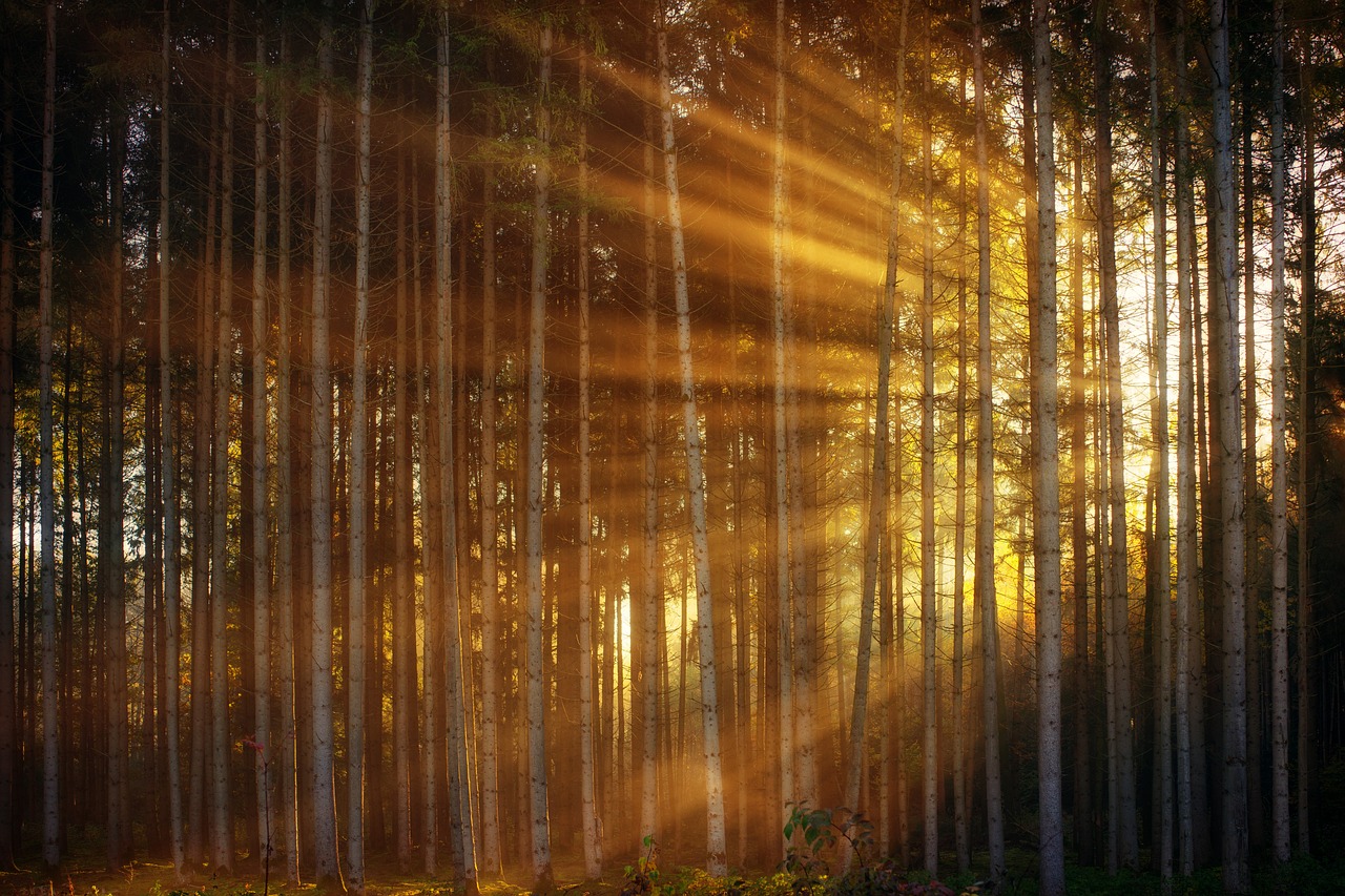 The Theories of Erwin Romer in Relativity